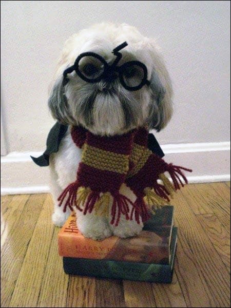 harrydog