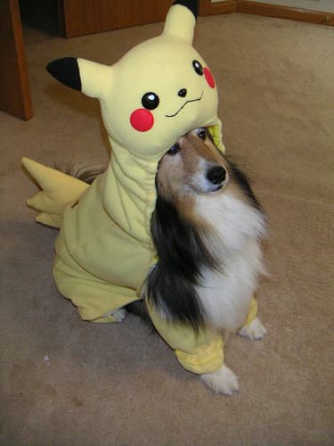 pikachu-dog