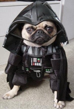 vader-dog