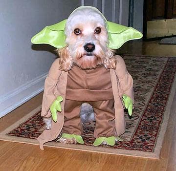 yoda-dog