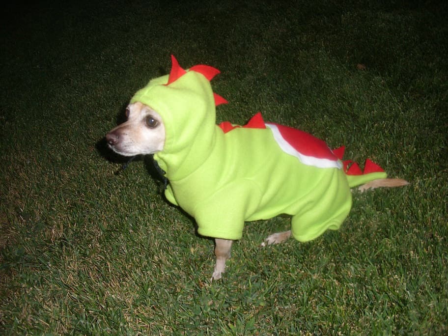 yoshi-dog